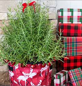 Thirty-one products shared on social media