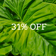 31% off