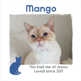 Example of a Cat silhouette Photo